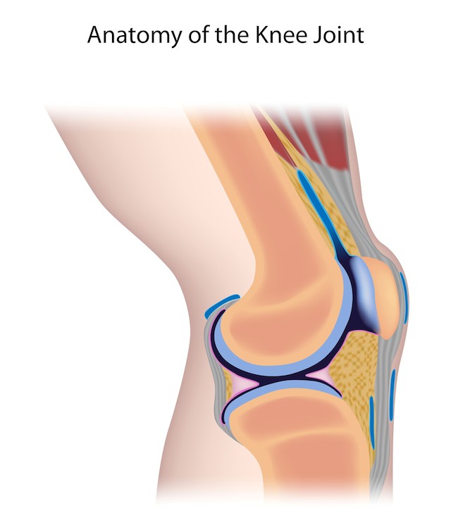 anatomisk fremvisning av kneet