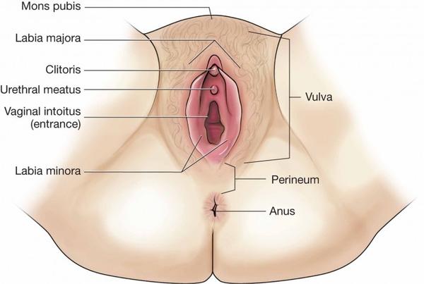 perineum-anatomi