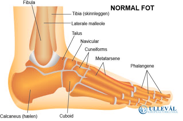 normal fot anatomi