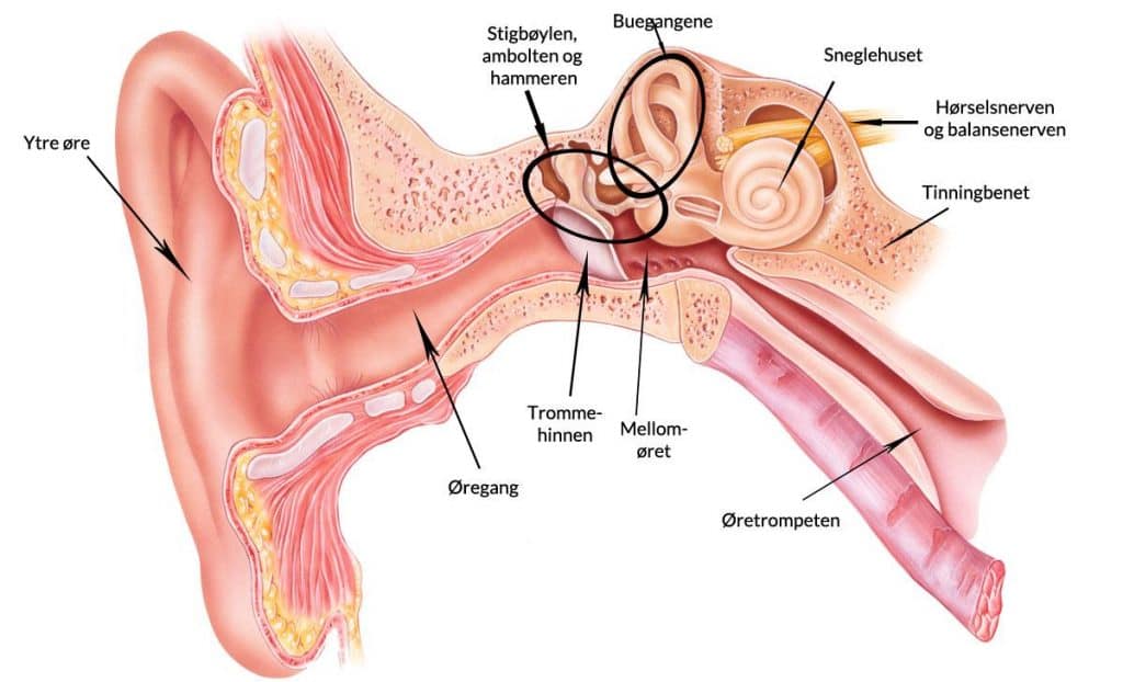 Balanseorganet i det indre øret er årsaken til krystallsyken