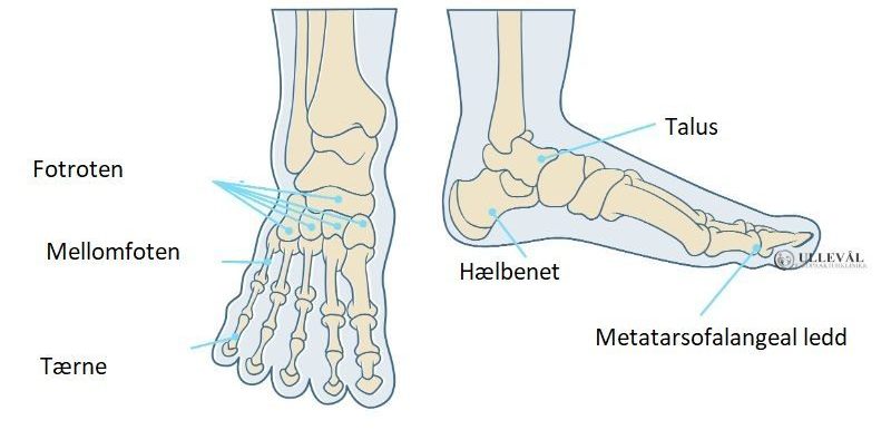 Doven skarp hele Stivhet i stortå - Hallux limitus og rigidus | Ullevål Kiropraktorklinikk