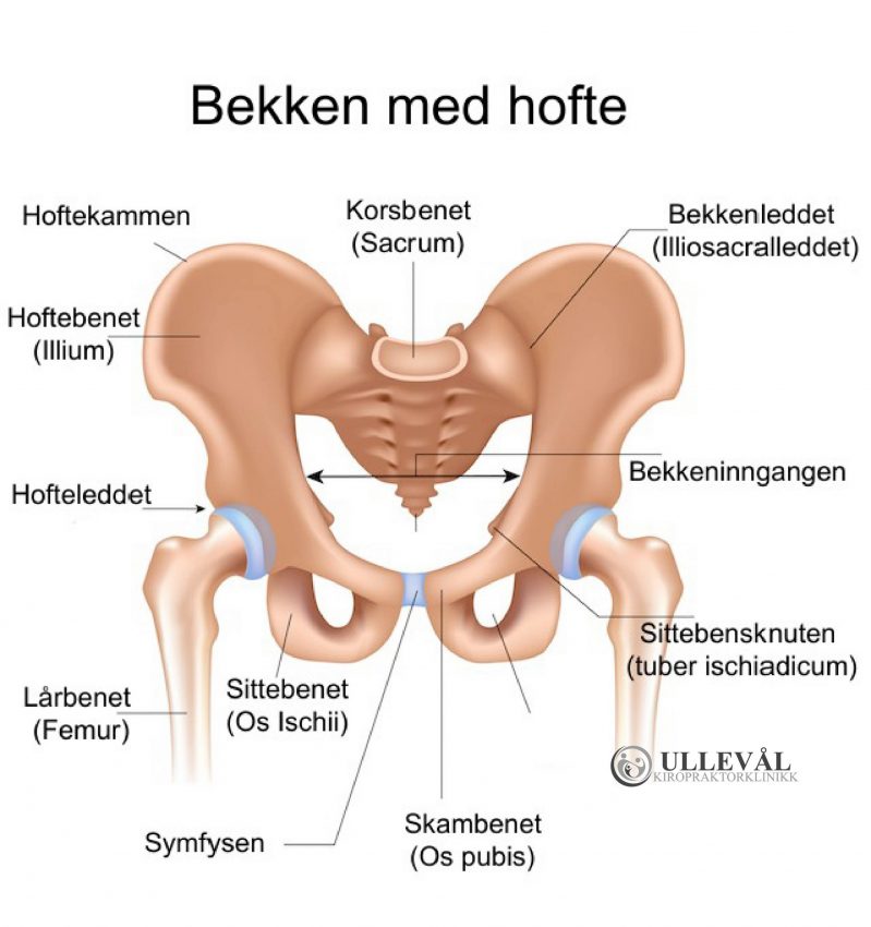 anatomisk illustrasjon av hofter med bekken ullevål kiropraktorklinikk