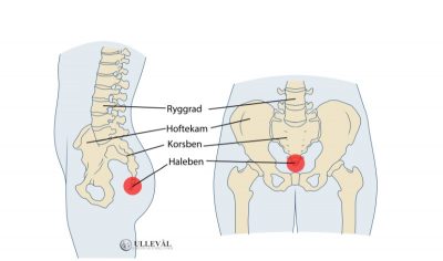 Image: En liten guide for deg med halebensmerter