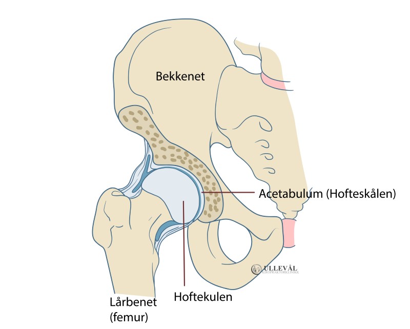 Anatomisk bilde av hoft og bekkenet 