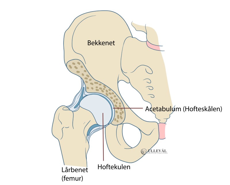 hofte og bekkenet forskjellig smerter